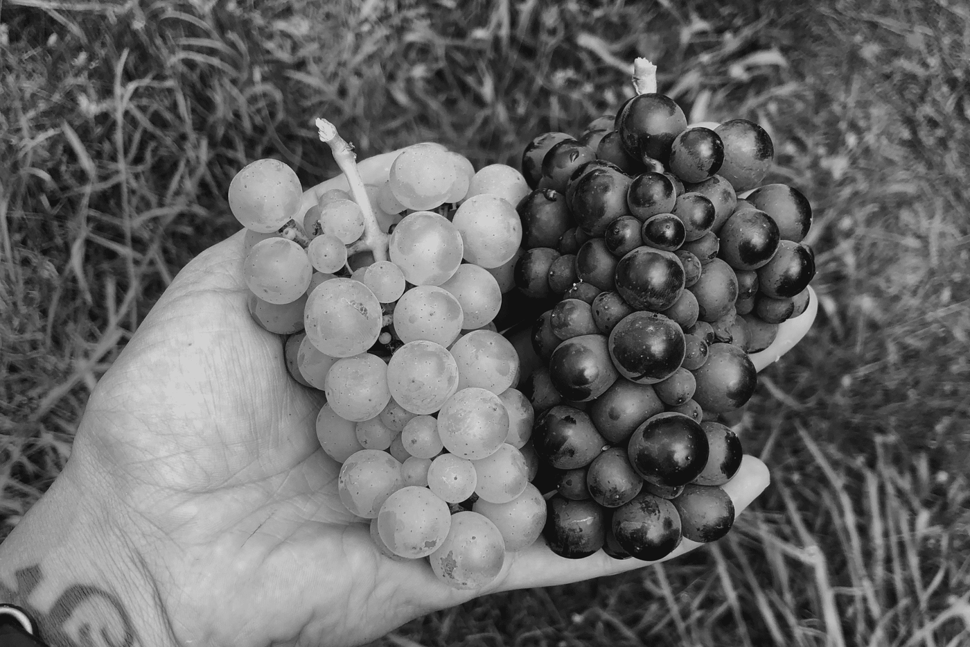 Pinot Grigio vs Pinot Gris: What Is the Difference?