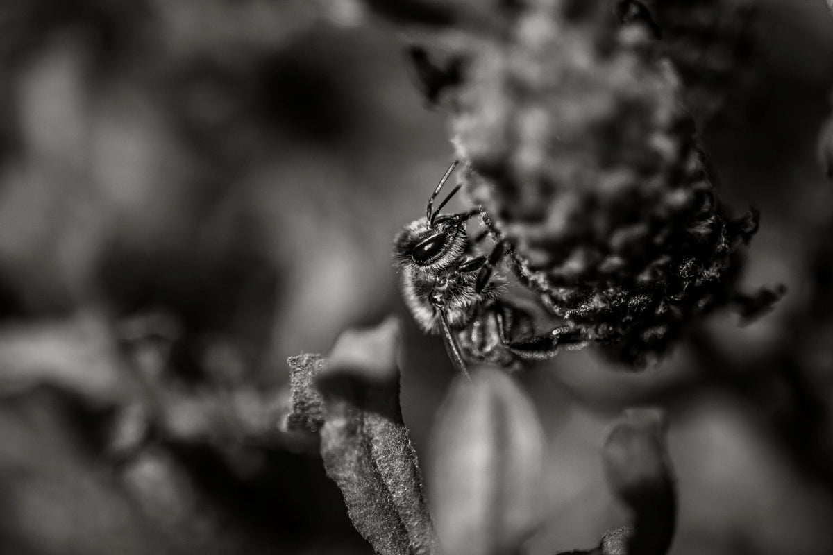 Bee on grapes - biodiversity at Weathercraft