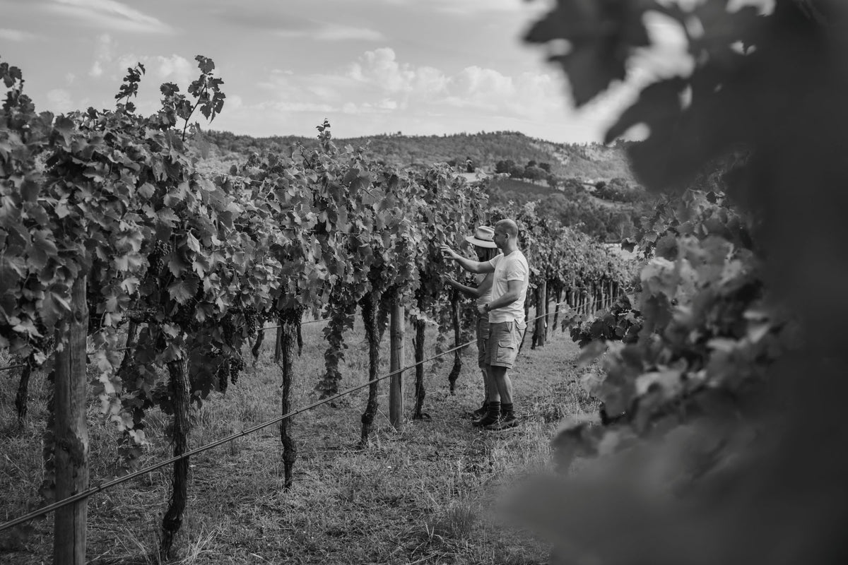 Walking the vineyard rows