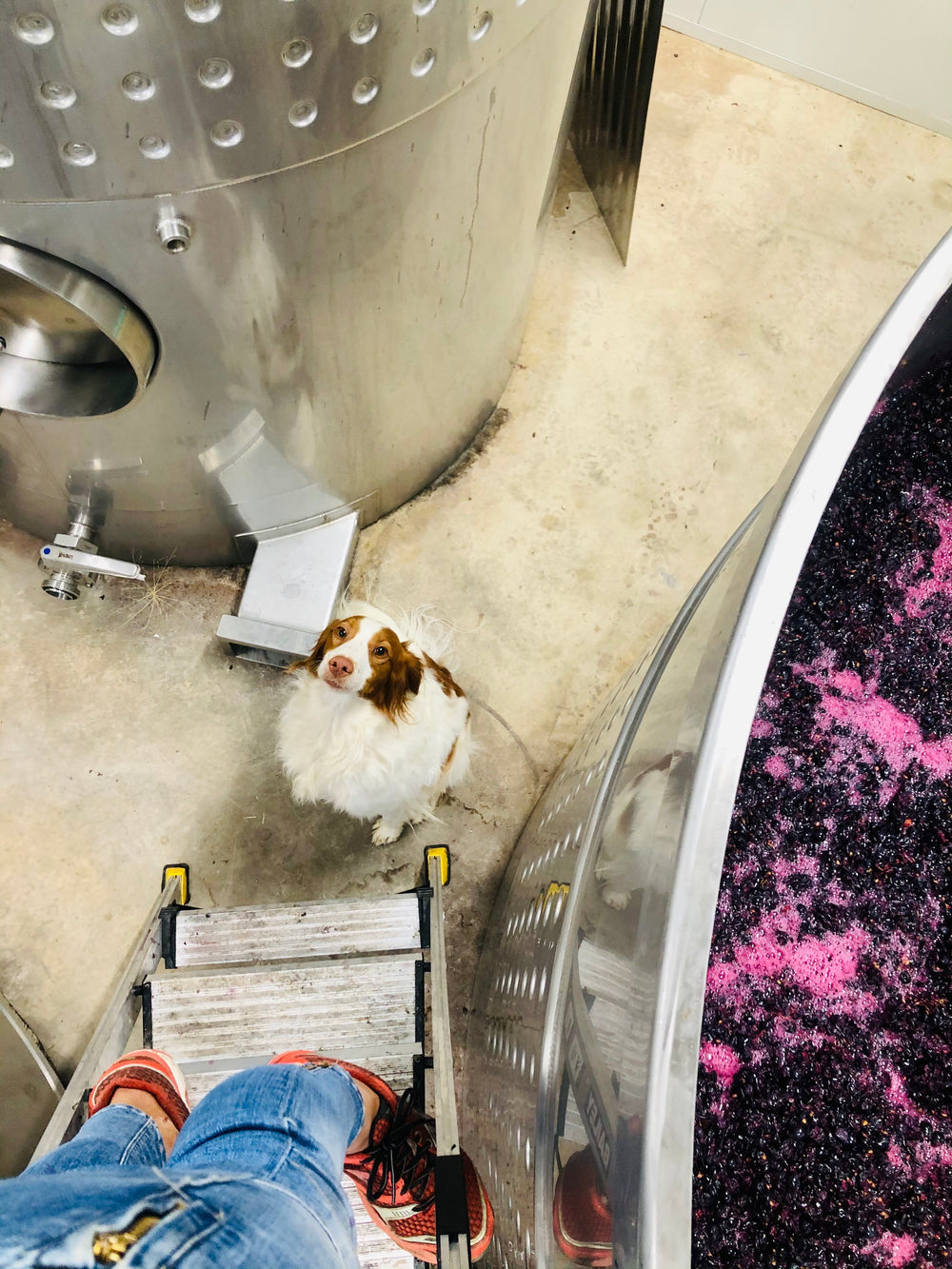 Tempranillo ferment in full colour.