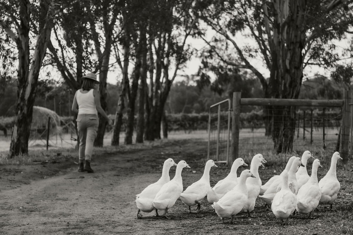 Ducks in the vineyard