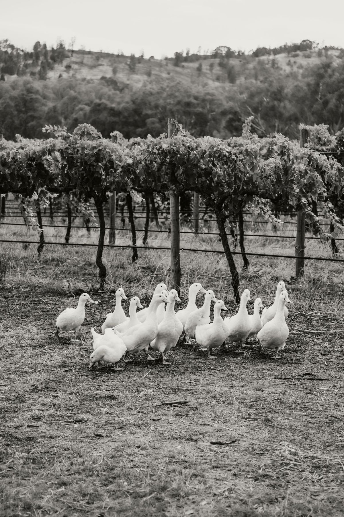 Ducks in the vineyard