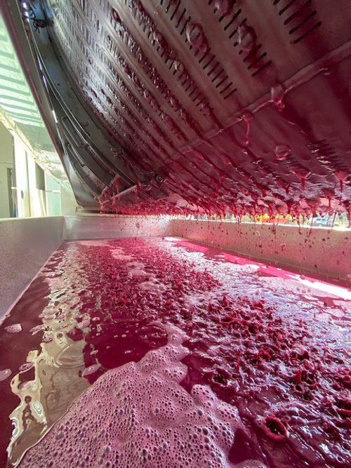If only you could smell through a photo. Pinot Noir pressing, all spice, skins and ferment.