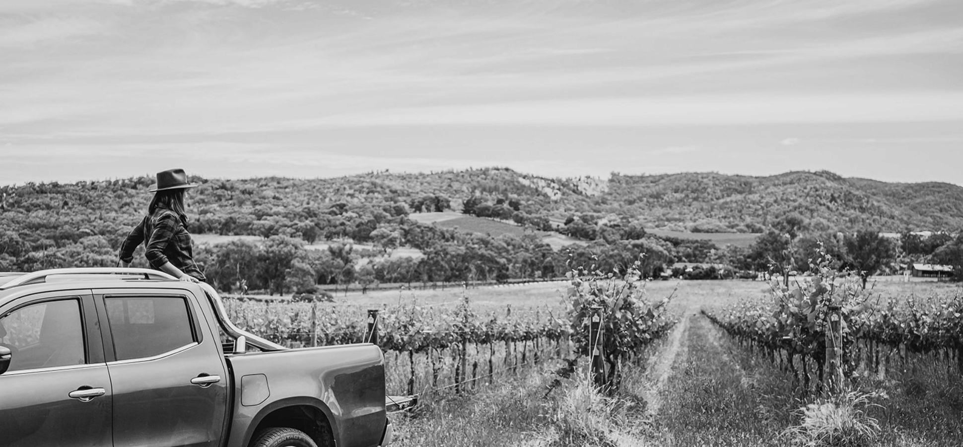 Black and white photograph of a vigneron walking through a vineyard with ducks.