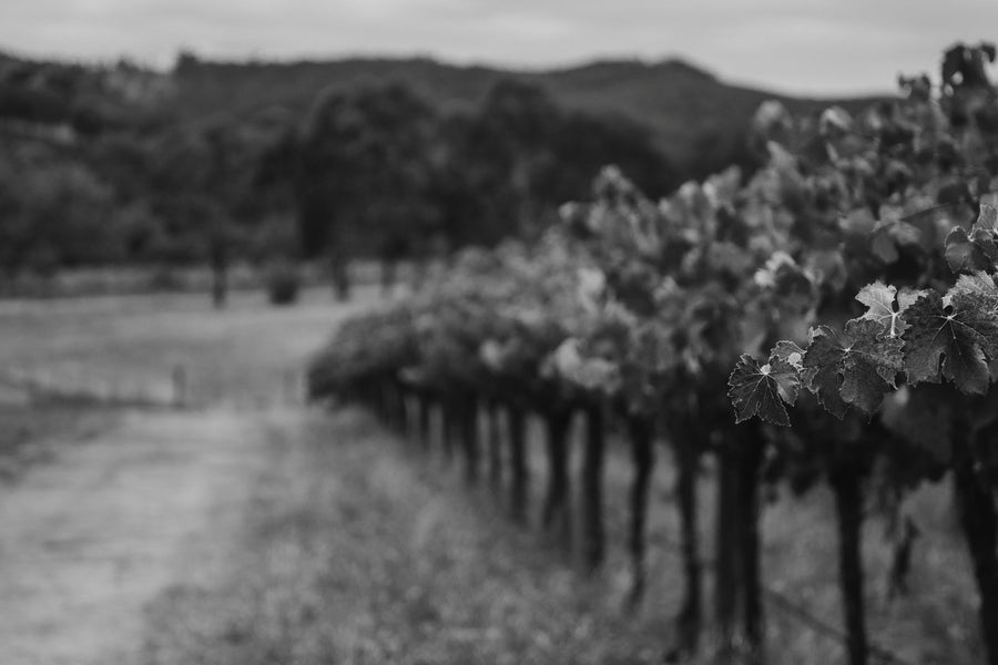 Ducks in the vineyard
