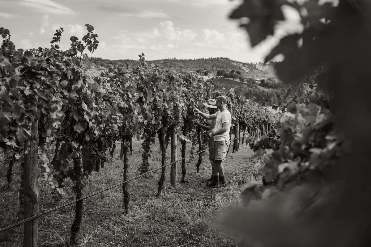 Two people inspecting grapevines in the vineyard at Weathercraft