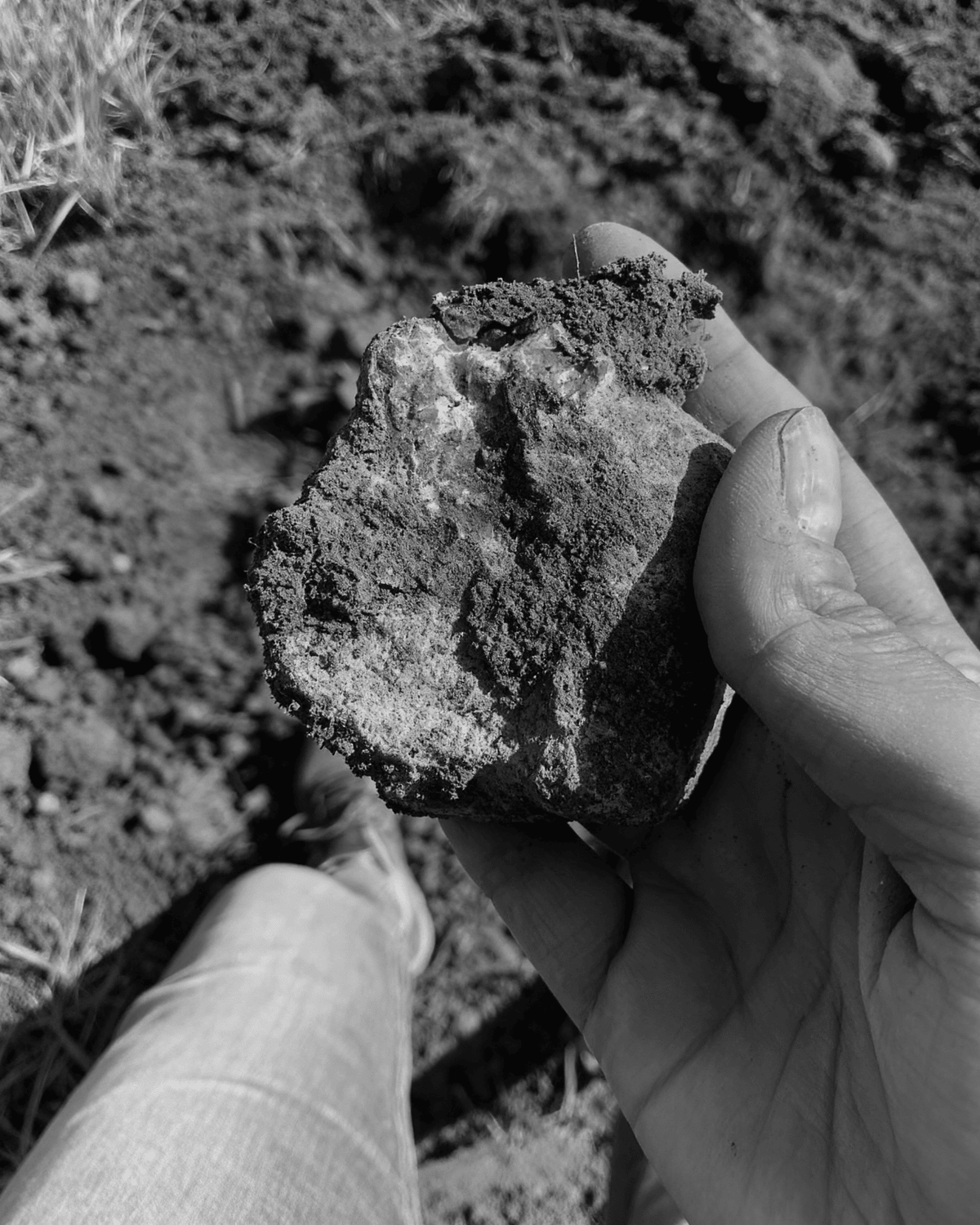 Grapes in hand - Beechworth granite soils