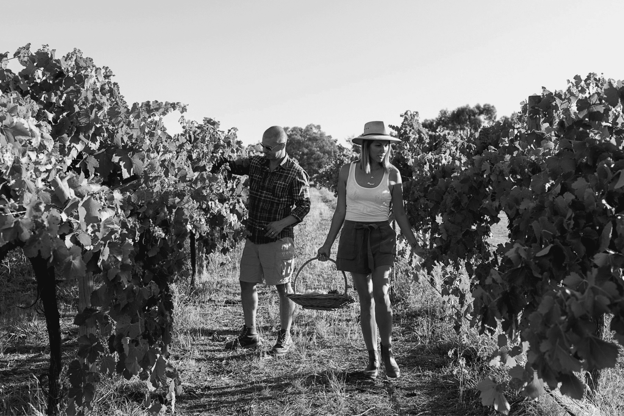 Weathercraft Vineyard